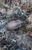 Carabus melancholicus